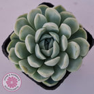 Echeveria elegans 'Alba'