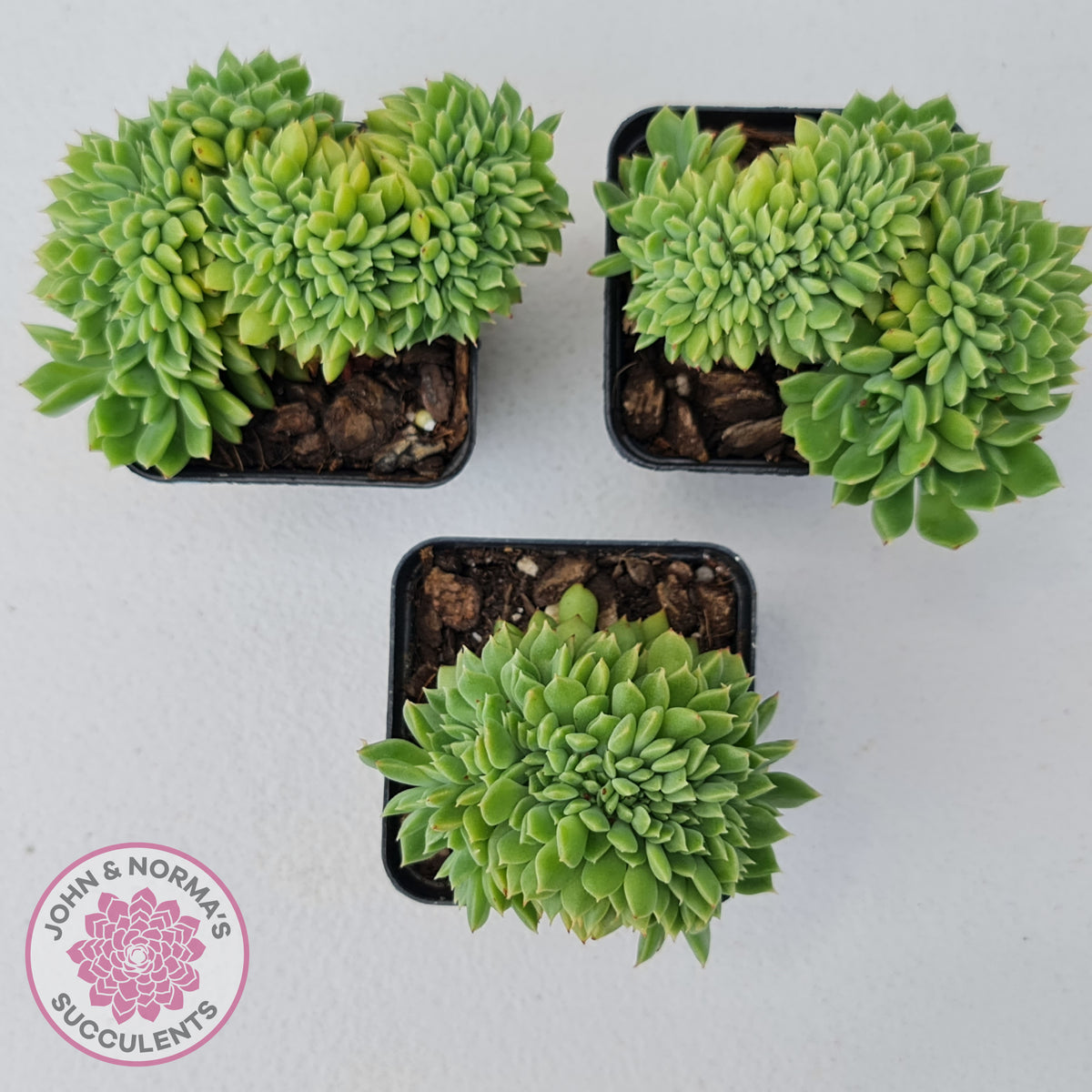 Echeveria Emerald Ripple Crest