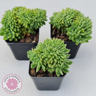 Echeveria Emerald Ripple Crest