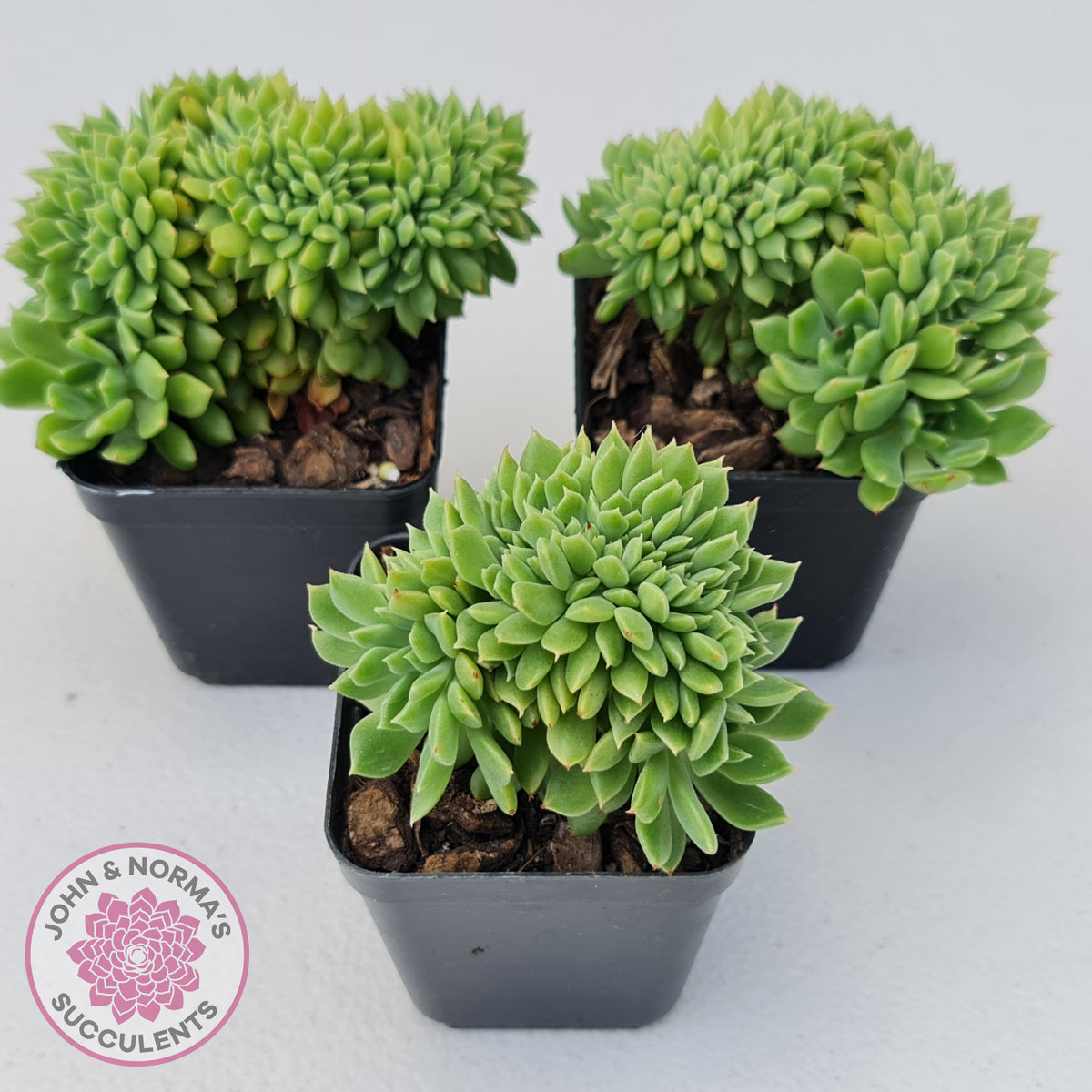 Echeveria Emerald Ripple Crest