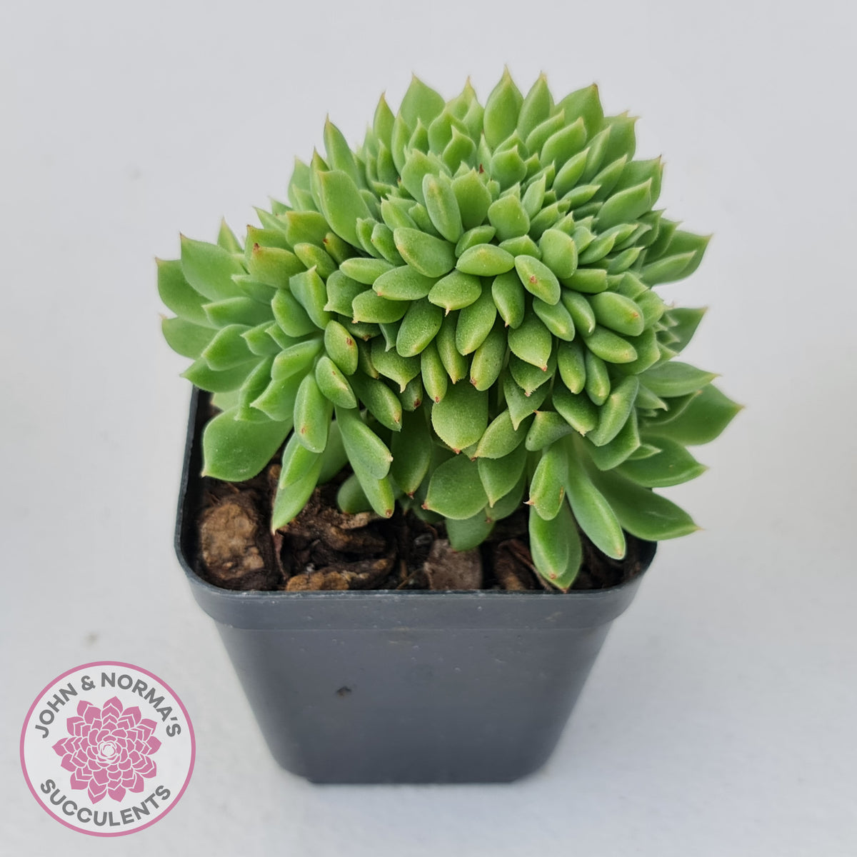 Echeveria Emerald Ripple Crest