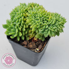 Load image into Gallery viewer, Echeveria Emerald Ripple Crest
