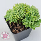 Echeveria Emerald Ripple Crest