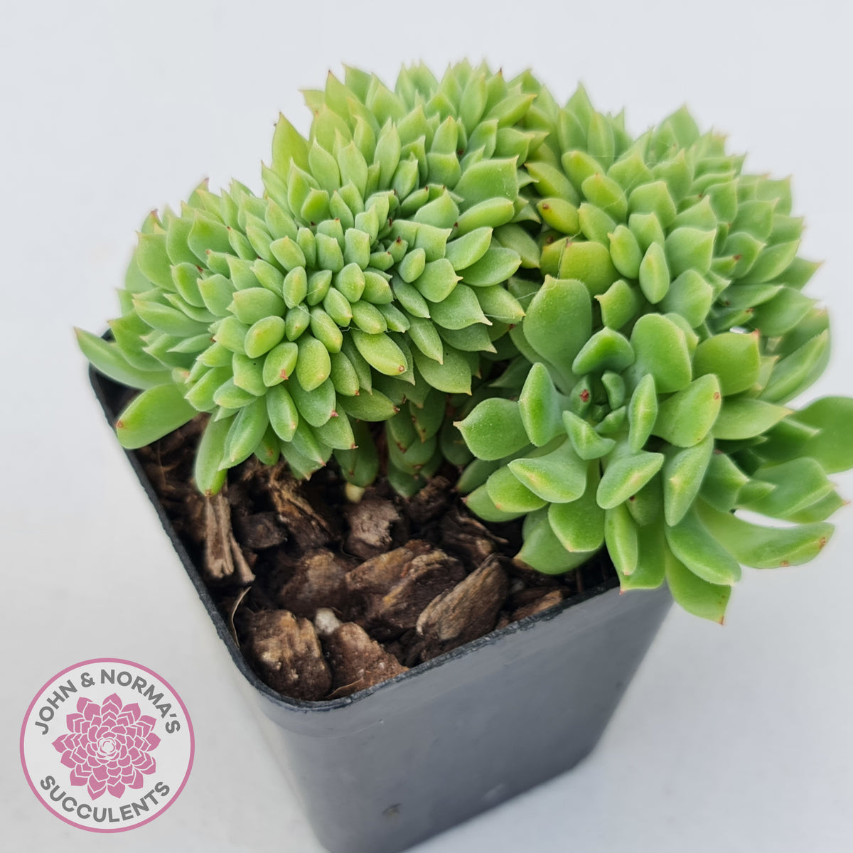 Echeveria Emerald Ripple Crest