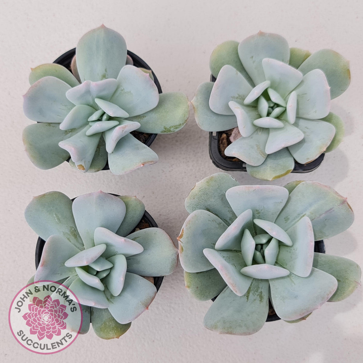 Echeveria Exotic