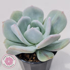 Echeveria Exotic