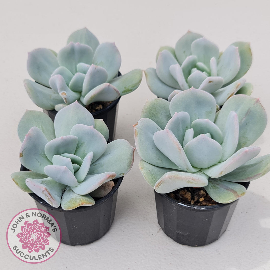 Echeveria Exotic - John & Norma's Succulents Australia