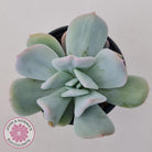 Echeveria Exotic