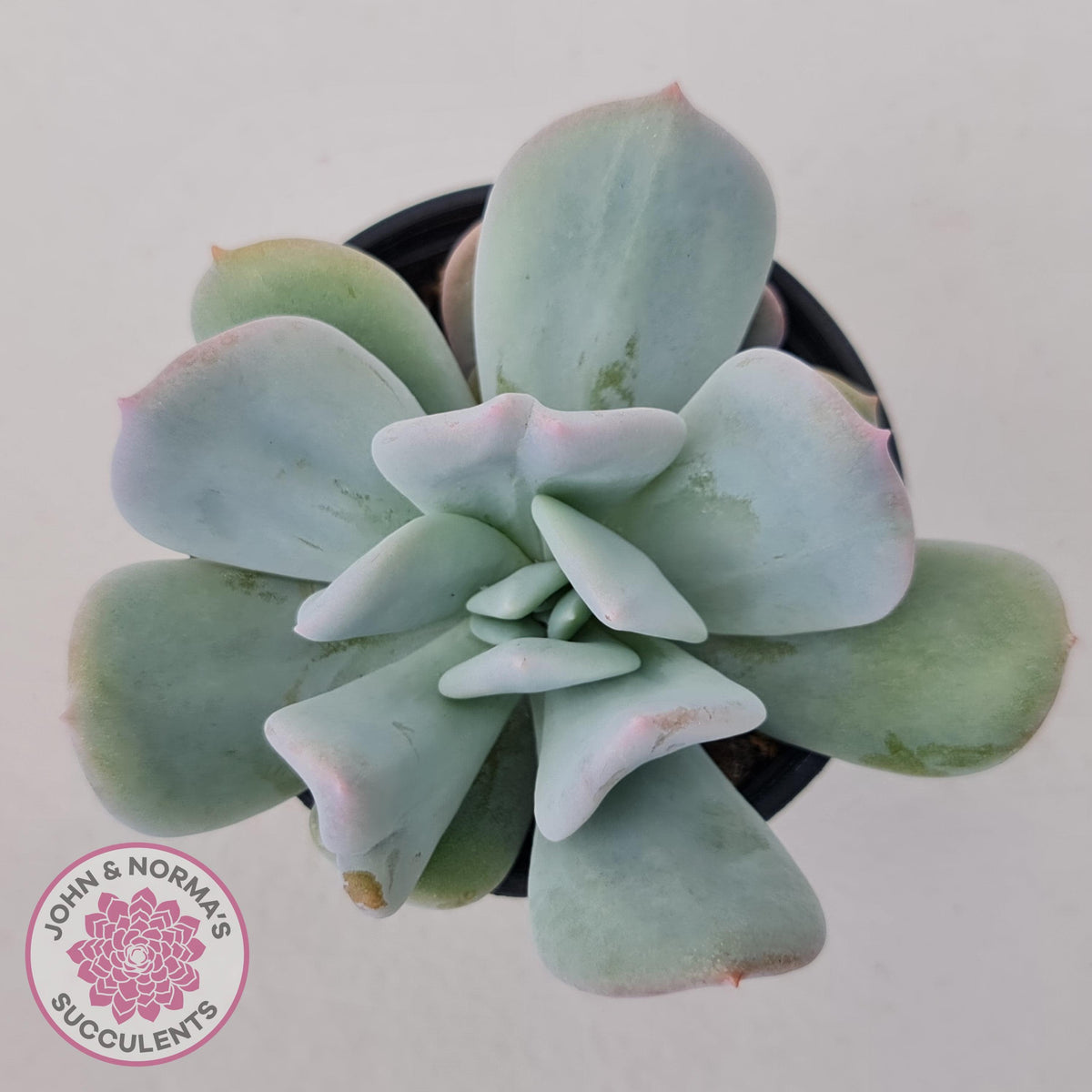 Echeveria Exotic
