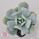 Echeveria Exotic