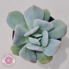 Echeveria Exotic