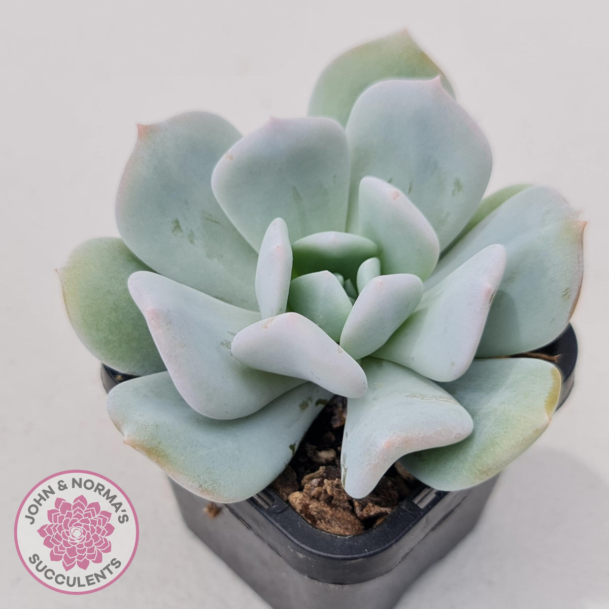 Echeveria Exotic