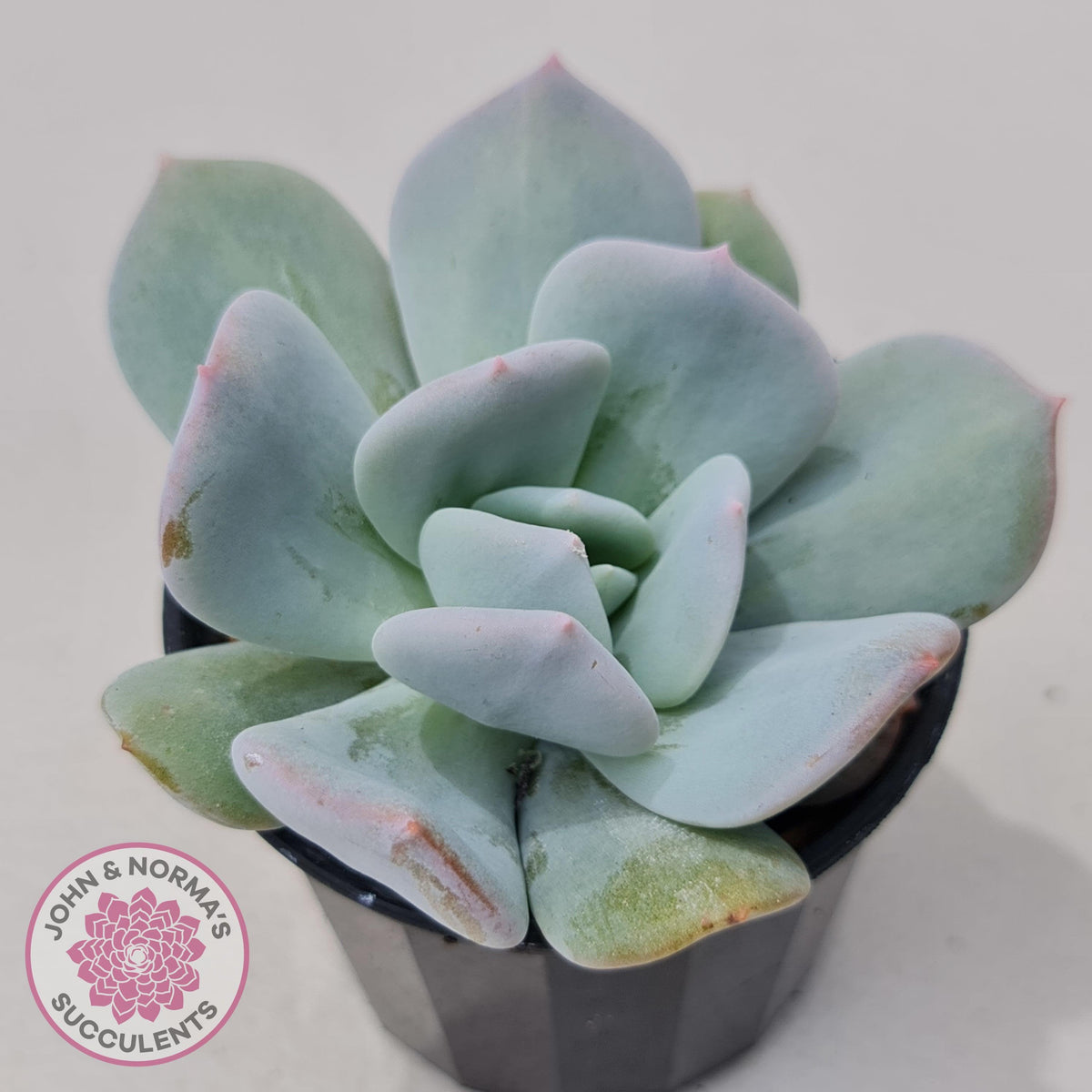 Echeveria Exotic