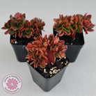 Echeveria Fimbriata Fasciculata Crest