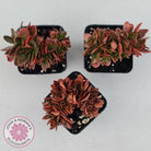 Echeveria Fimbriata Fasciculata Crest
