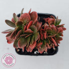 Echeveria Fimbriata Fasciculata Crest