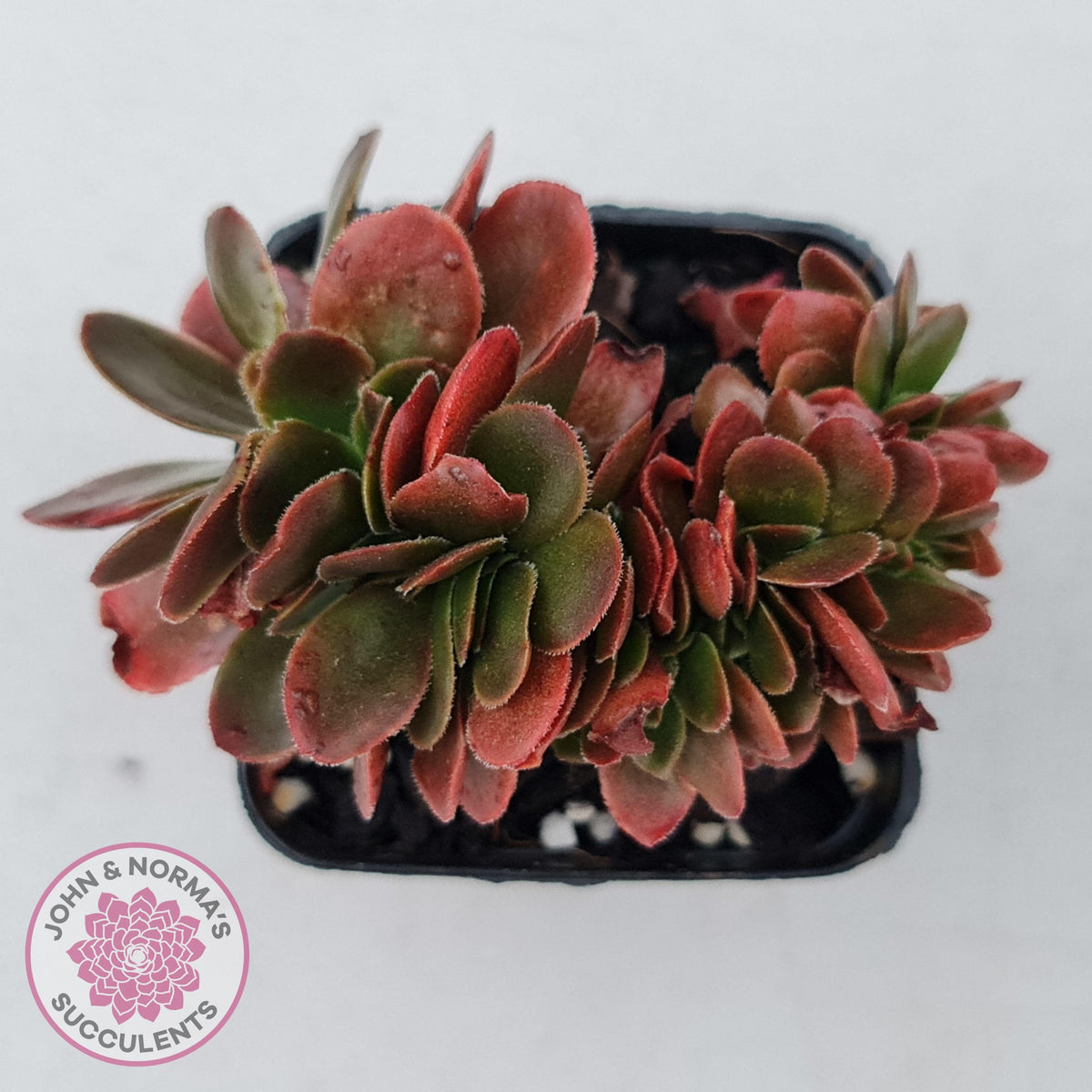 Echeveria Fimbriata Fasciculata Crest