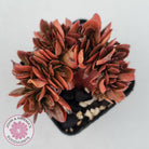 Echeveria Fimbriata Fasciculata Crest