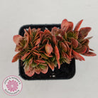 Echeveria Fimbriata Fasciculata Crest