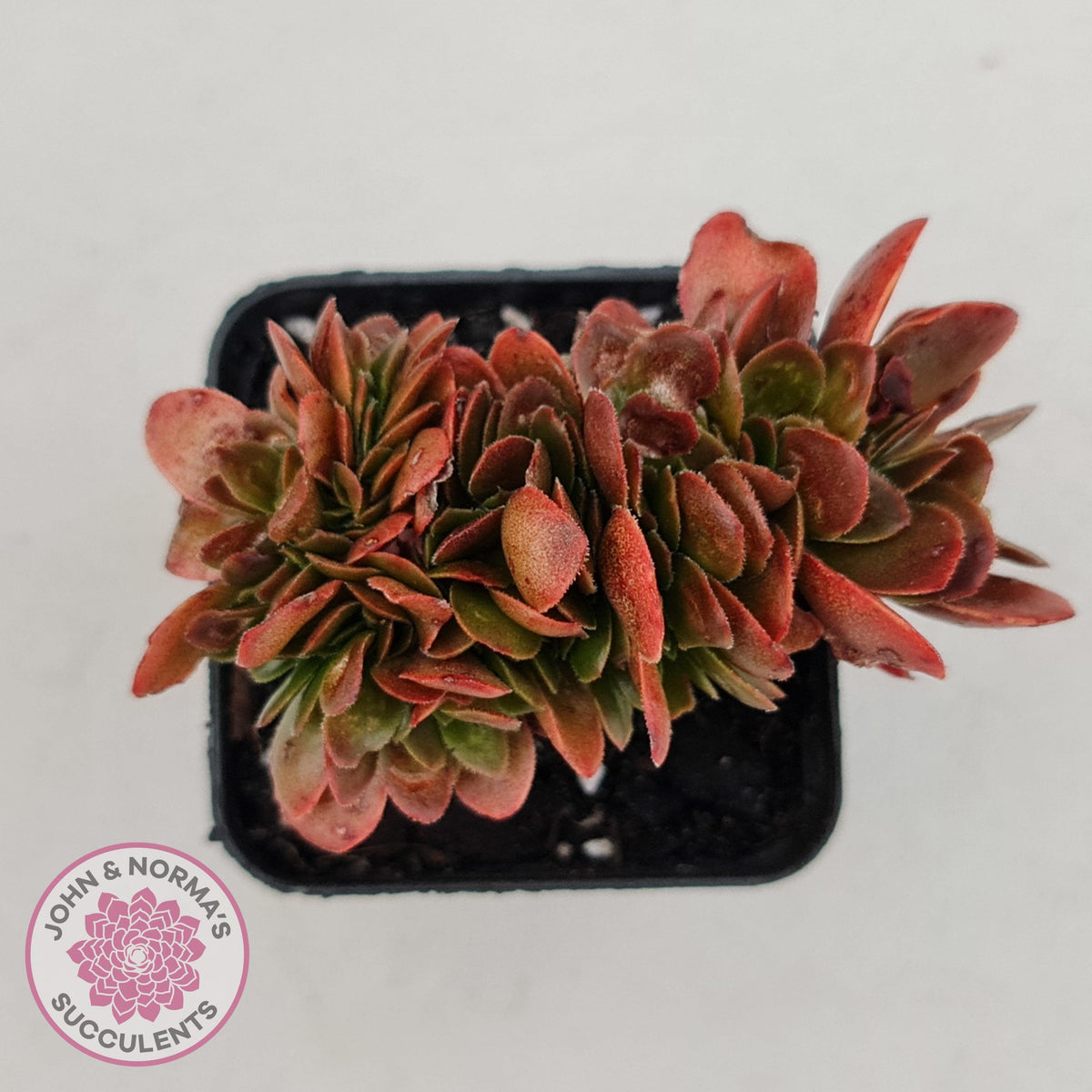 Echeveria Fimbriata Fasciculata Crest