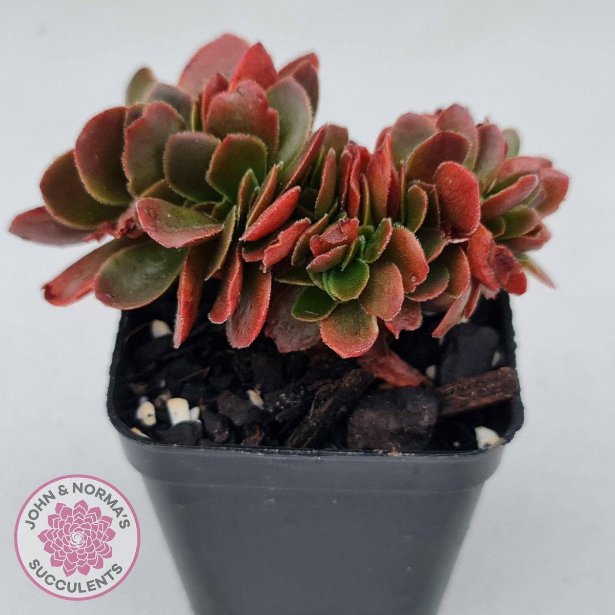 Echeveria Fimbriata Fasciculata Crest