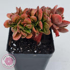Echeveria Fimbriata Fasciculata Crest