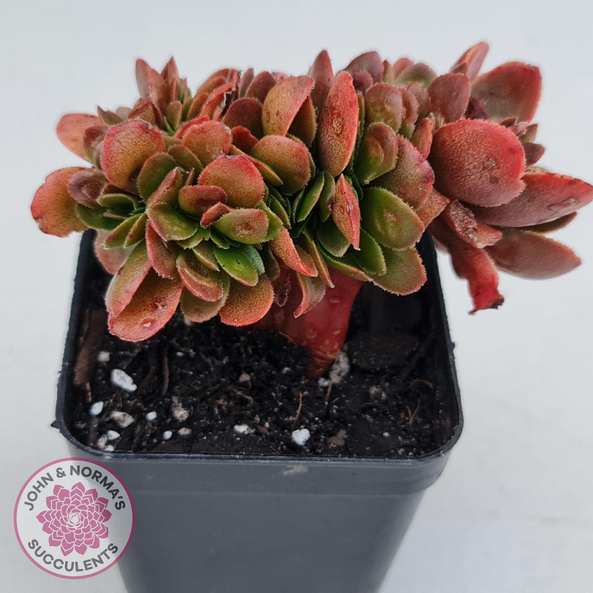 Echeveria Fimbriata Fasciculata Crest