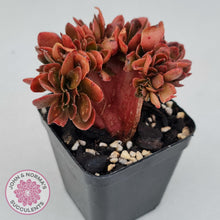 Load image into Gallery viewer, Echeveria Fimbriata Fasciculata Crest - John &amp; Norma&#39;s Succulents
