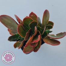 Load image into Gallery viewer, Echeveria Fimbriata Fasciculata Crest
