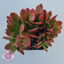 Load image into Gallery viewer, Echeveria Fimbriata Fasciculata Crest
