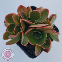 Load image into Gallery viewer, Echeveria Fimbriata Fasciculata Crest
