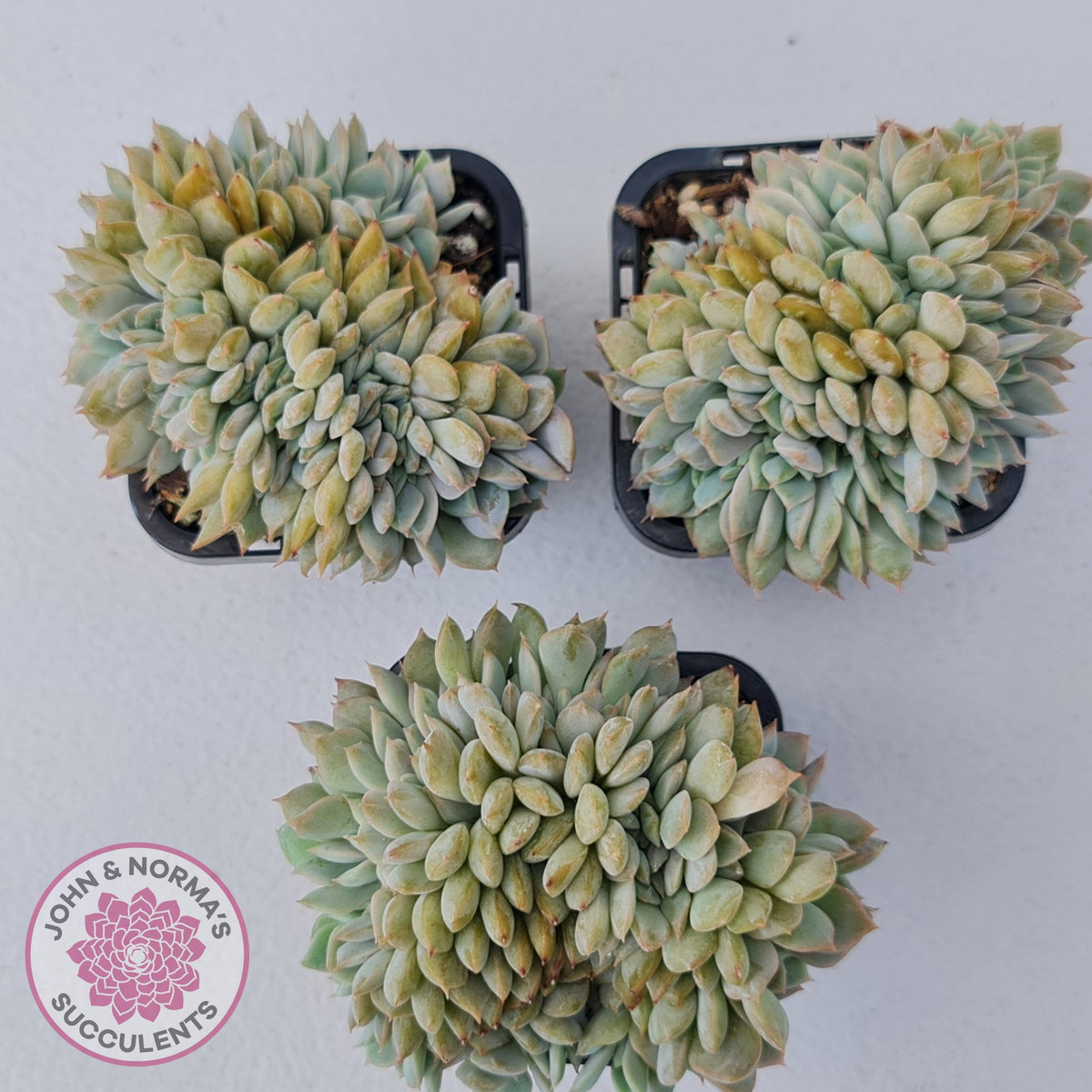 Echeveria Fiona Crest