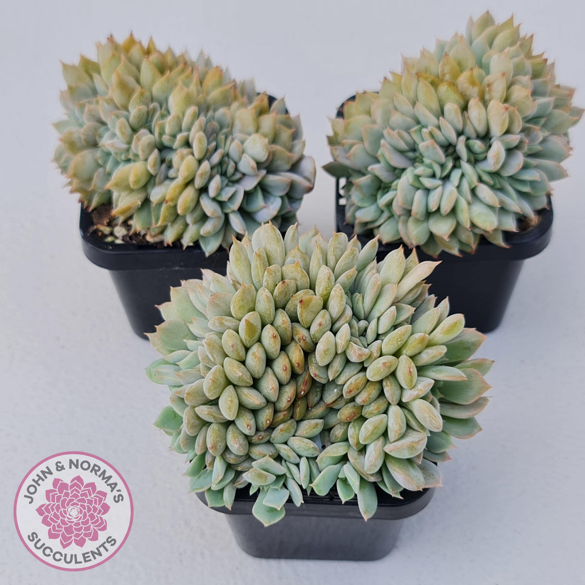 Echeveria Fiona Crest
