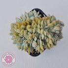 Echeveria Fiona Crest