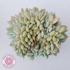 Echeveria Fiona Crest