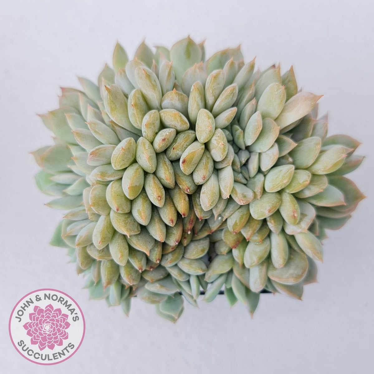 Echeveria Fiona Crest