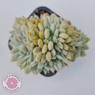 Echeveria Fiona Crest