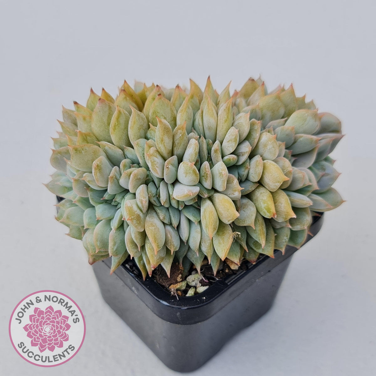 Echeveria Fiona Crest