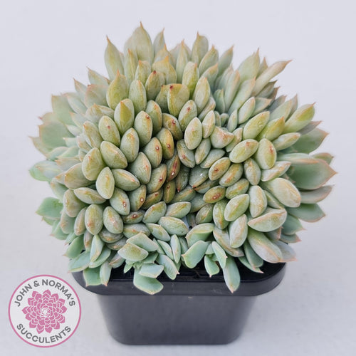 Echeveria Fiona Crest - John & Norma's Succulents Australia