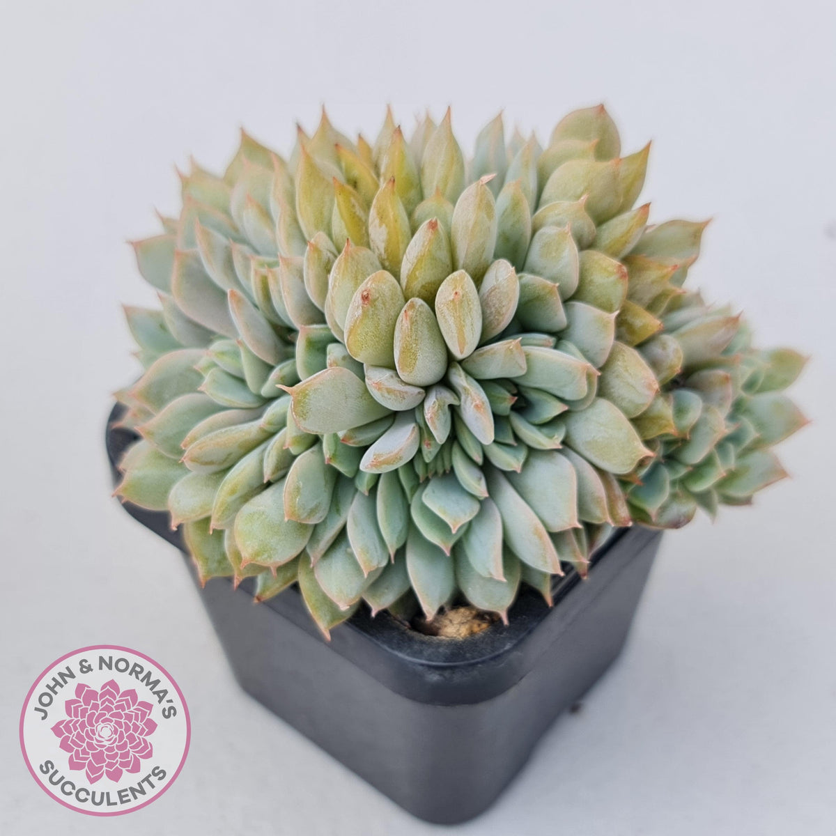 Echeveria Fiona Crest