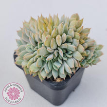 Load image into Gallery viewer, Echeveria Fiona Crest - John &amp; Norma&#39;s Succulents Australia
