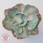 Echeveria Flying Cloud