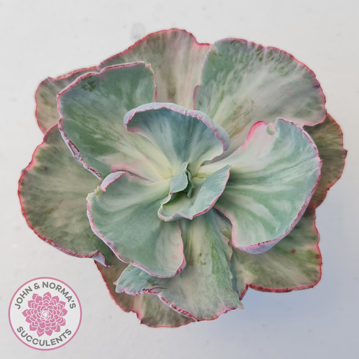 Echeveria Flying Cloud