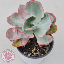 Load image into Gallery viewer, Echeveria Flying Cloud - John &amp; Norma&#39;s Succulents
