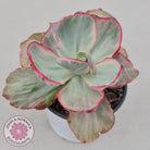 Echeveria Flying Cloud