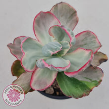 Load image into Gallery viewer, Echeveria Flying Cloud - John &amp; Norma&#39;s Succulents
