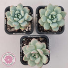 Echeveria 'Fragrant Cocoa'