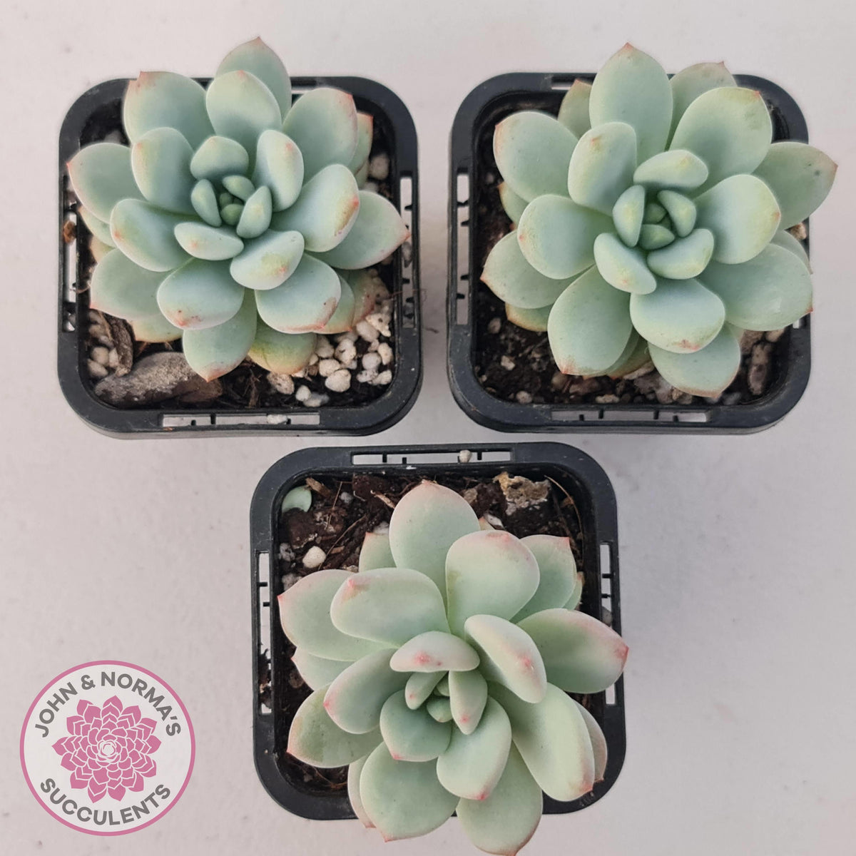 Echeveria 'Fragrant Cocoa'