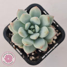 Echeveria 'Fragrant Cocoa'
