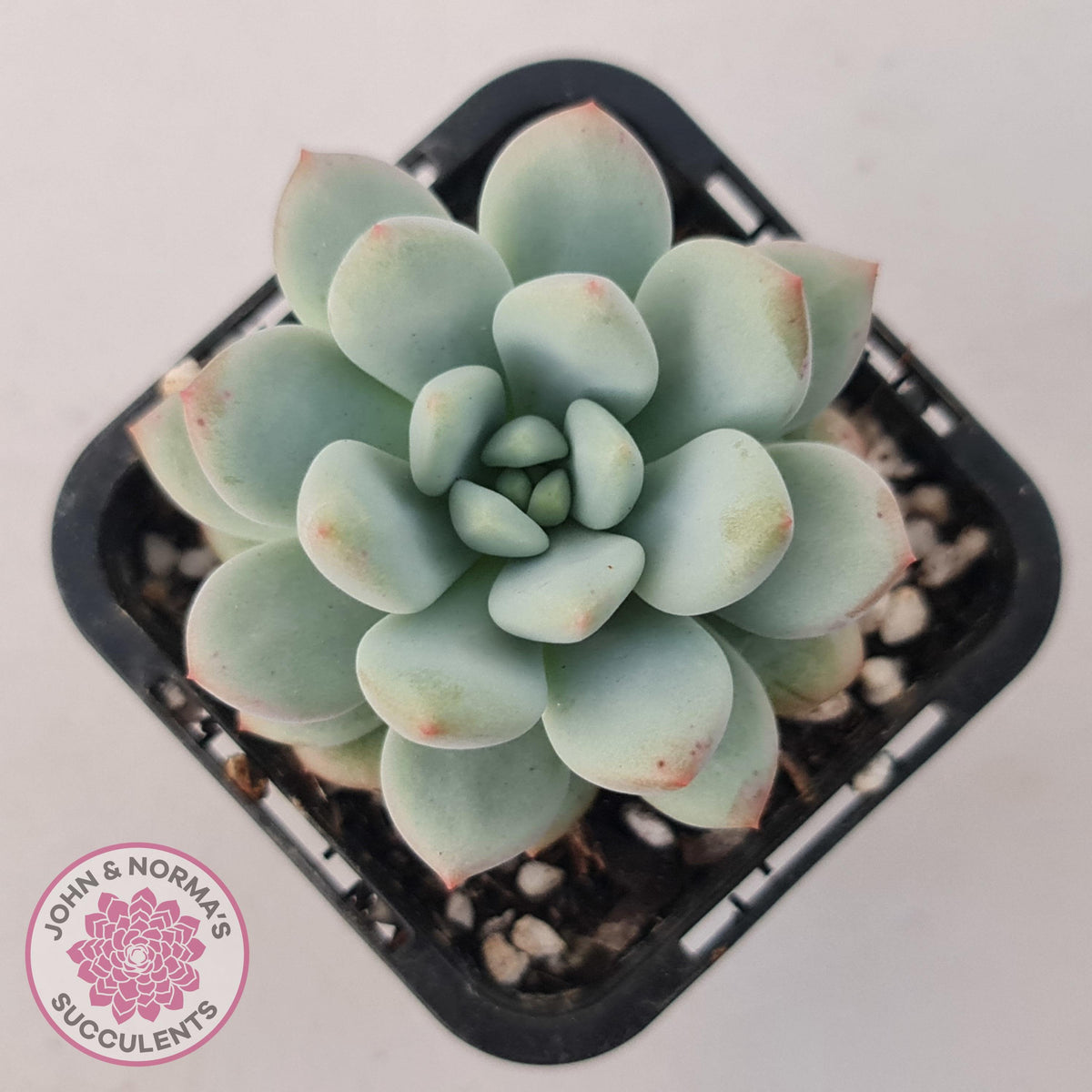 Echeveria 'Fragrant Cocoa'